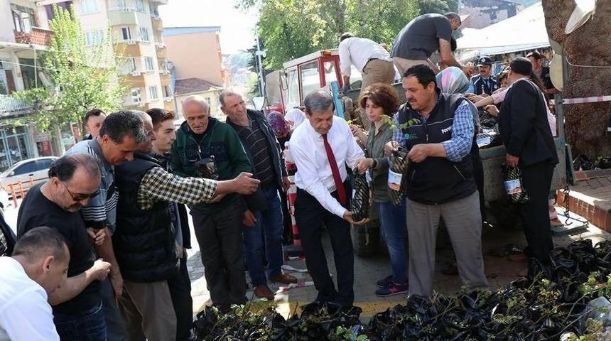 3 Bin Ceviz Fidan Toprakla Buluşacak