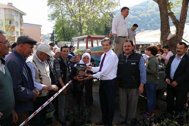 3 Bin Ceviz Fidan Toprakla Buluşacak