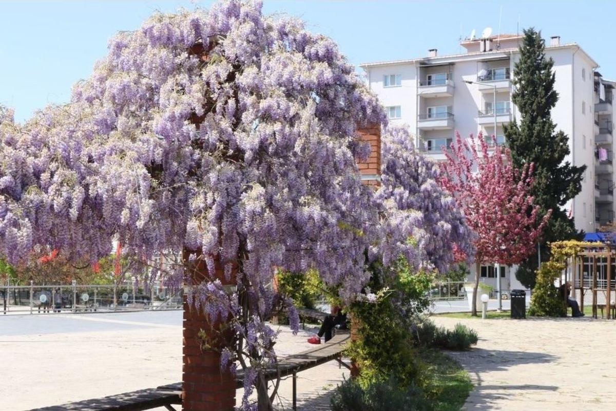 Bafra &Ccedil;i&ccedil;ek A&ccedil;tı