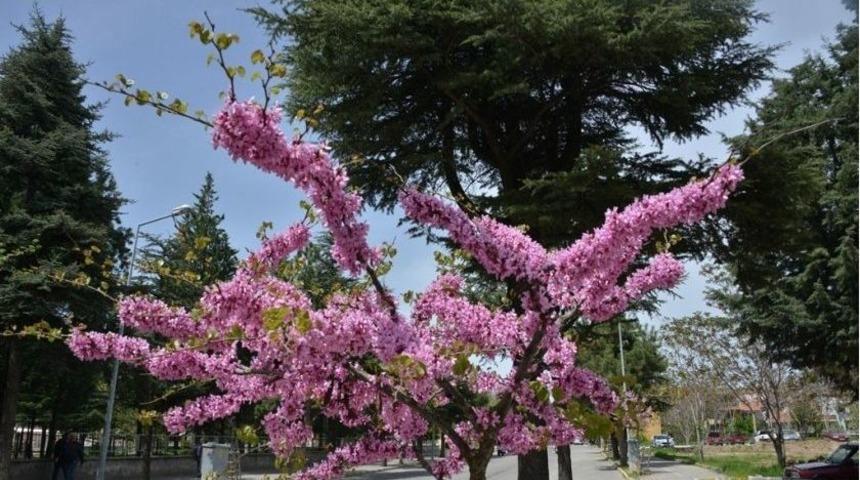 Mor Salkımlı Erguvanlar Gediz&rsquo;i S&uuml;sledi