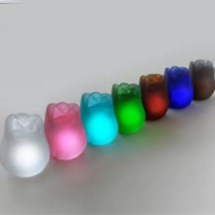 Solmayan İstanbul Laleleri