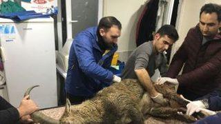 Artvin’de Yaralı Bulunan Dağ Keçisi Kars’a Sevk Edildi