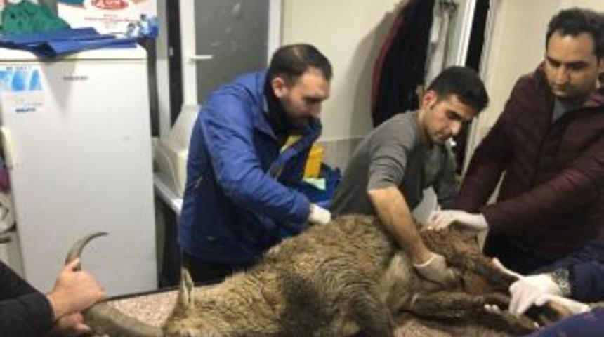 Artvin’de Yaralı Bulunan Dağ Keçisi Kars’a Sevk Edildi