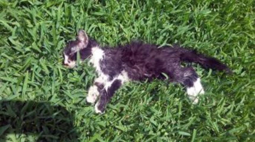 Antalya&rsquo;da Kedilere Pitbull Saldırısı