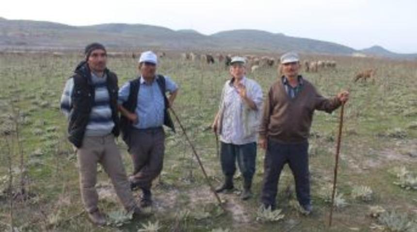 K&uuml;tahyalı &Ccedil;obanlar Eşlerine Sigorta Desteği İstiyor