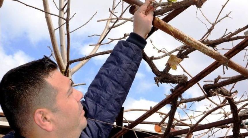 Kışın Filizlenen &Uuml;z&uuml;m Asması Endişelendirdi