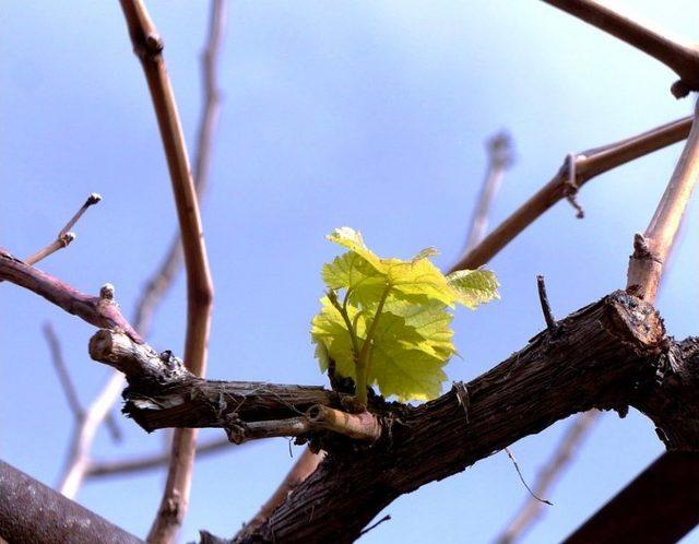 Kışın Filizlenen &Uuml;z&uuml;m Asması Endişelendirdi 1