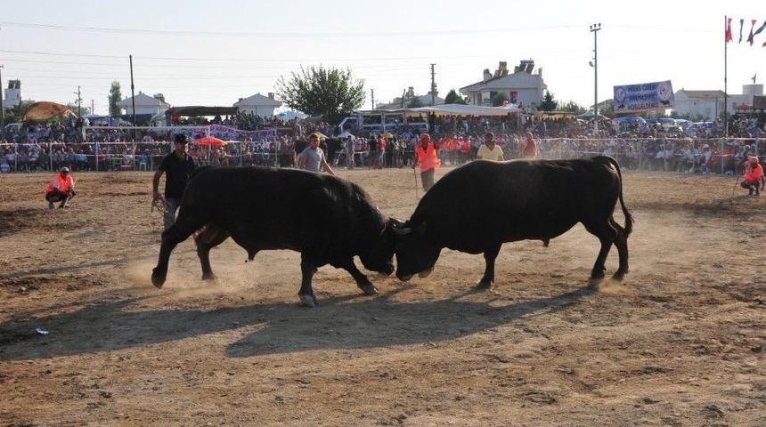 Boğalar Milas&rsquo;ta Bafa Zeytinspor Yararına G&uuml;reşecek