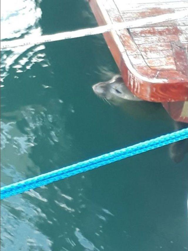 Yat Limanını Mesken Tutan Akdeniz Foku, Balıkçıların Maskotu Oldu