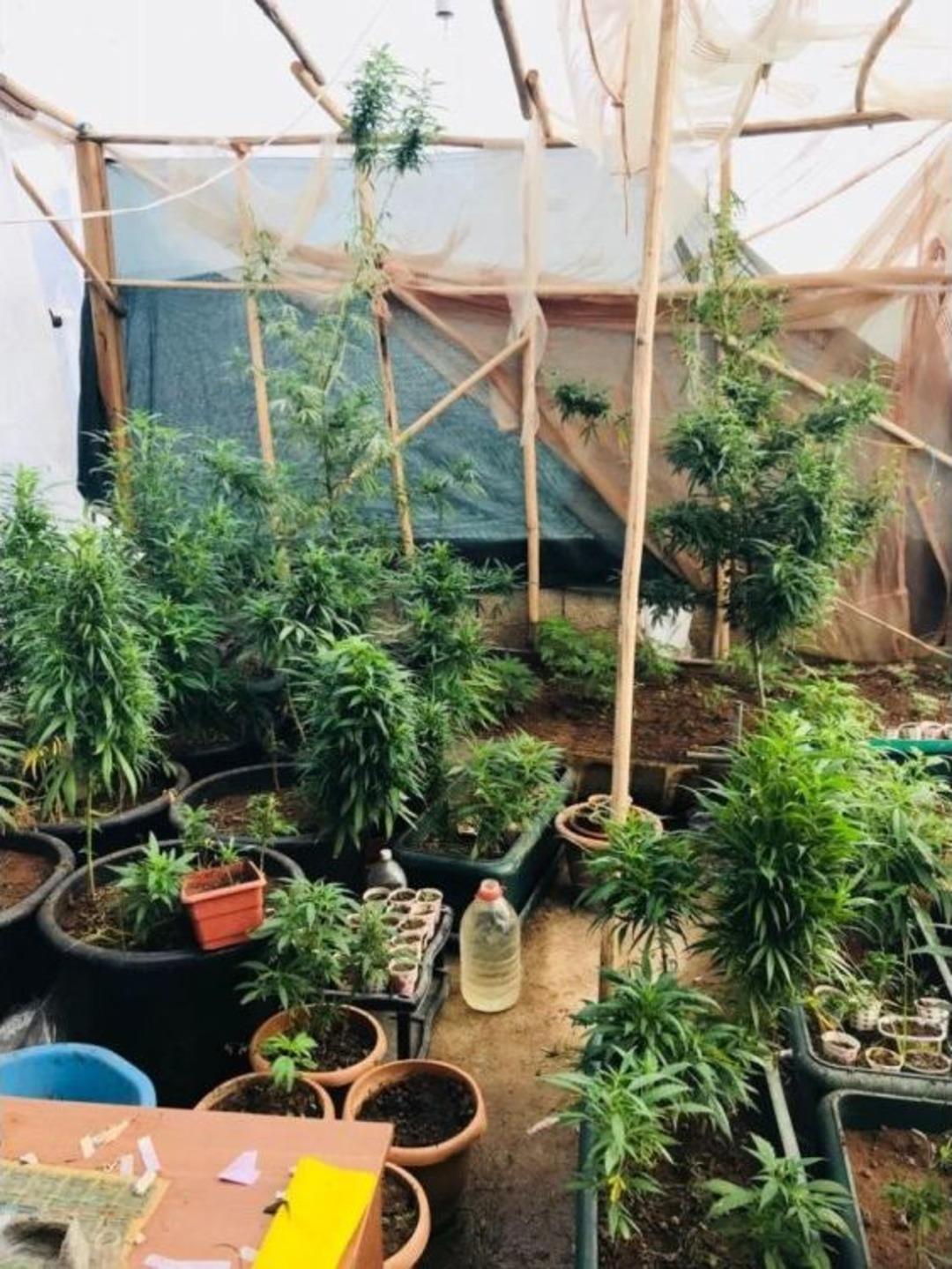 Bu Da Hint Keneviri Serası