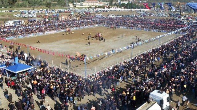 Dünya Deve Güreşi Şampiyonluğu Aydın’da Yapıldı