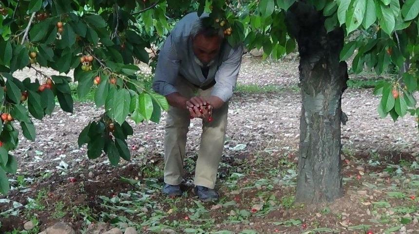 Afyonkarahisar&rsquo;da Dolu Meyve Bah&ccedil;elerinde Zarara Yol A&ccedil;tı