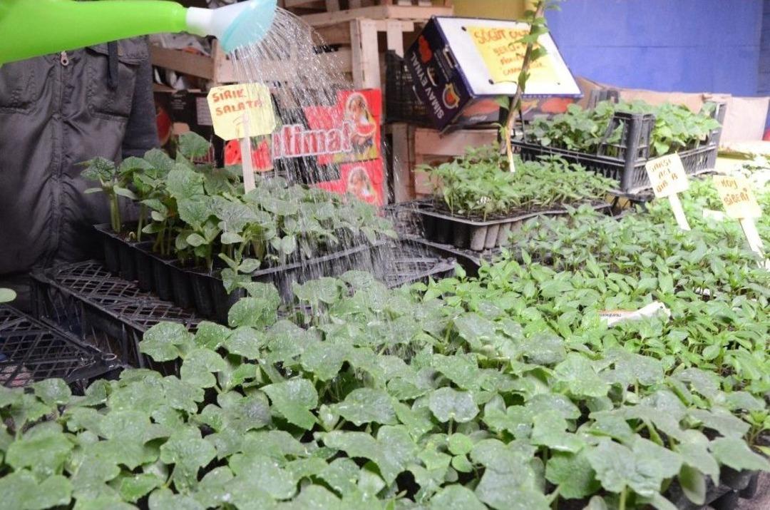 Yazın Habercisi Sebze Fideleri Tezgahları S&uuml;sl&uuml;yor