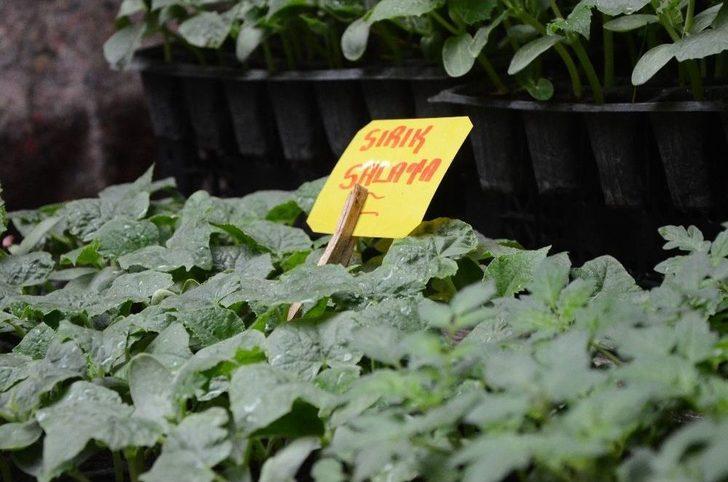 Yazın Habercisi Sebze Fideleri Tezgahları Süslüyor G1