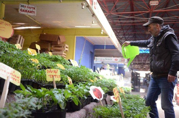 Yazın Habercisi Sebze Fideleri Tezgahları Süslüyor G2