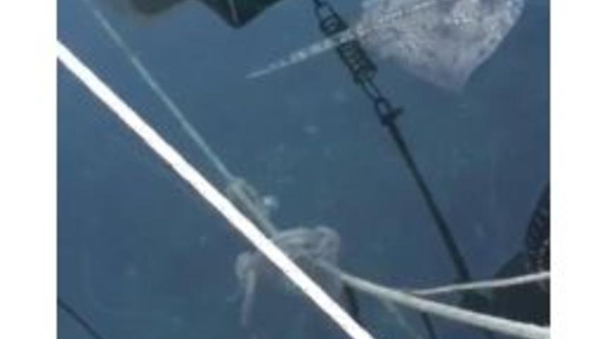 Bostancı Sahilinde Vatozlar Karaya Vurdu