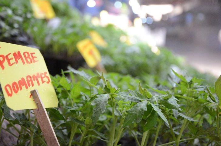 Yazın Habercisi Sebze Fideleri Tezgahları Süslüyor G3