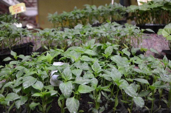 Yazın Habercisi Sebze Fideleri Tezgahları Süslüyor G5