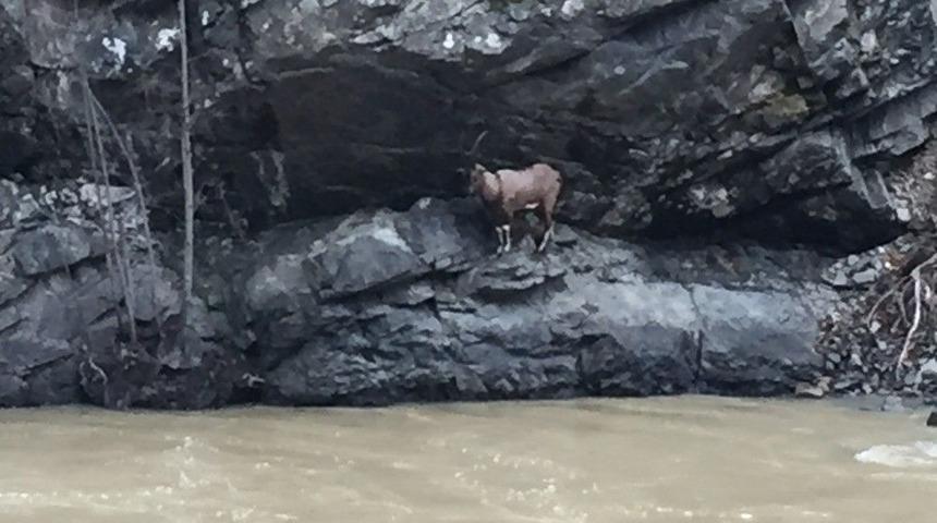 Artvin&rsquo;de Yaralı Dağ Ke&ccedil;isini Kurtarma M&uuml;cadelesi
