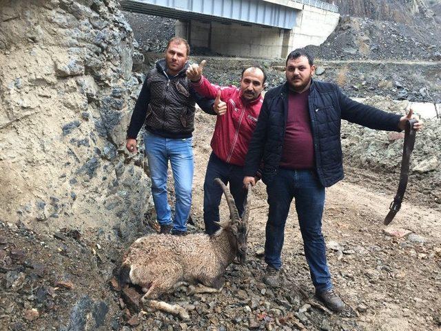 Artvin’de Yaralı Dağ Keçisini Kurtarma Mücadelesi