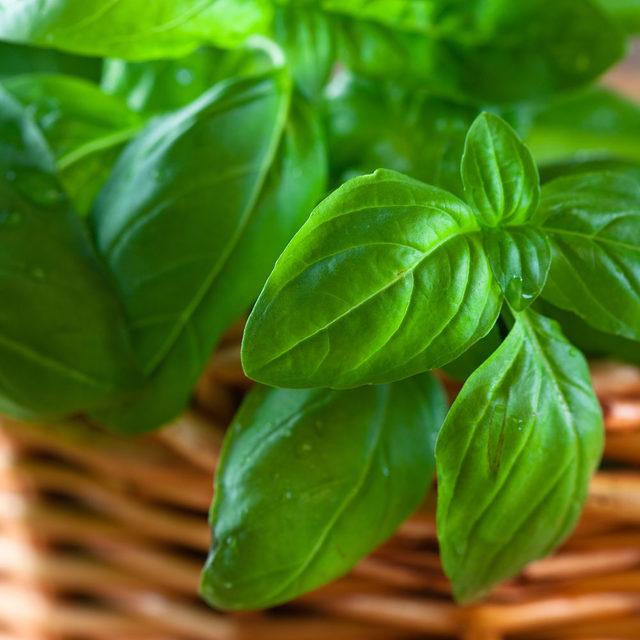 a-basil-harvest-image