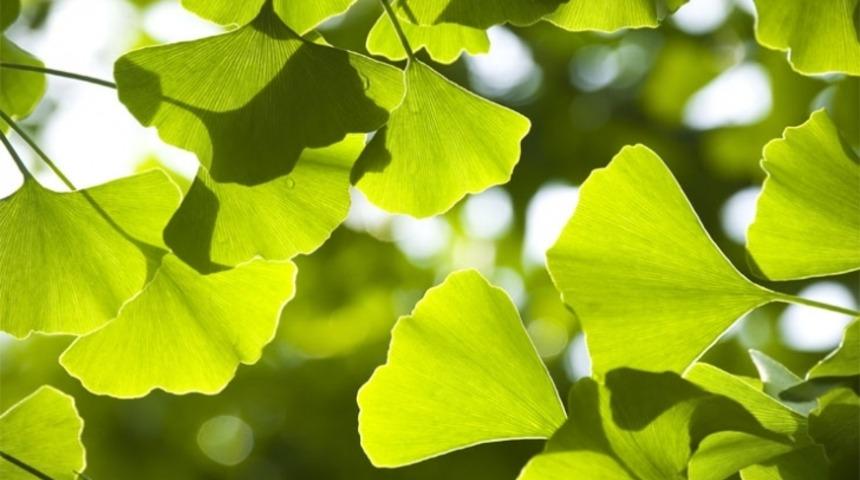 Doğanın Armağanı, Tıbbın Emrinde Olan 5 İlginç Bitki