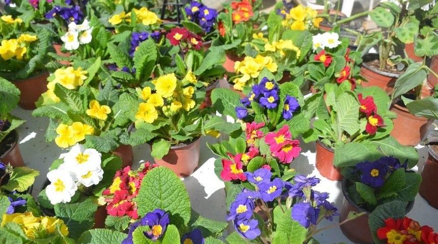 En &Ccedil;ok Talep G&ouml;ren &Ccedil;uha &Ccedil;i&ccedil;eği