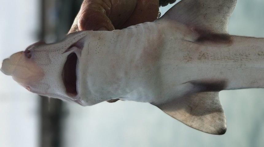 Oltaya Takılan K&ouml;pek Balığı Korkuttu