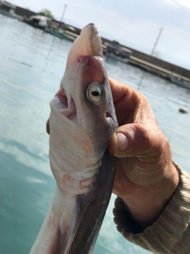 Oltaya Takılan Köpek Balığı Korkuttu