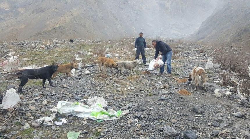 Hakkari&rsquo;de Sokak Hayvanları İ&ccedil;in Yem Bırakıldı