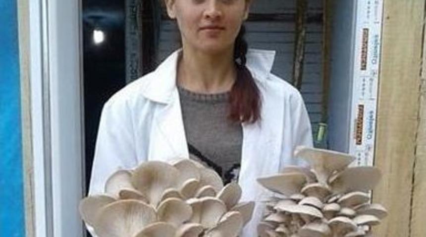 Aydın&rsquo;da İstiridye Mantar &Uuml;retimi Yaygınlaşıyor