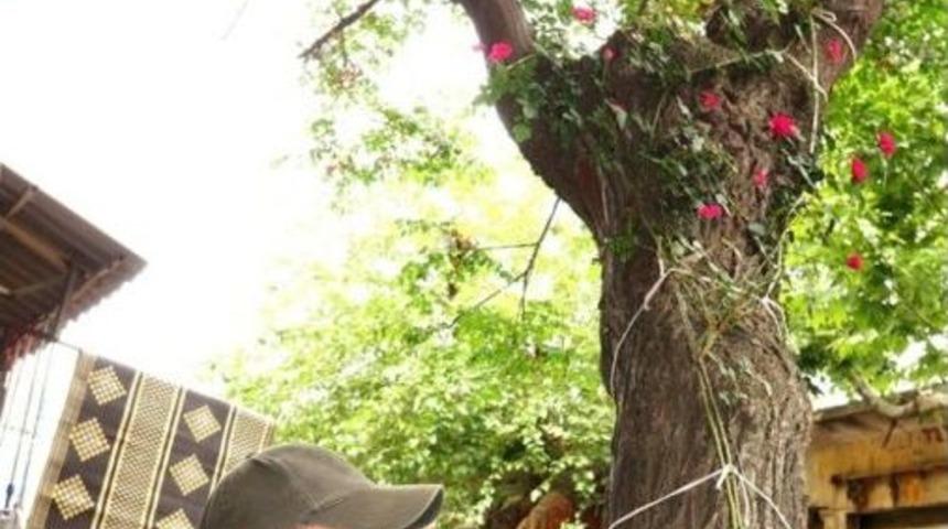 Ağa&ccedil; G&ouml;vdesinde Sarmaşık G&uuml;l Yetiştirdi