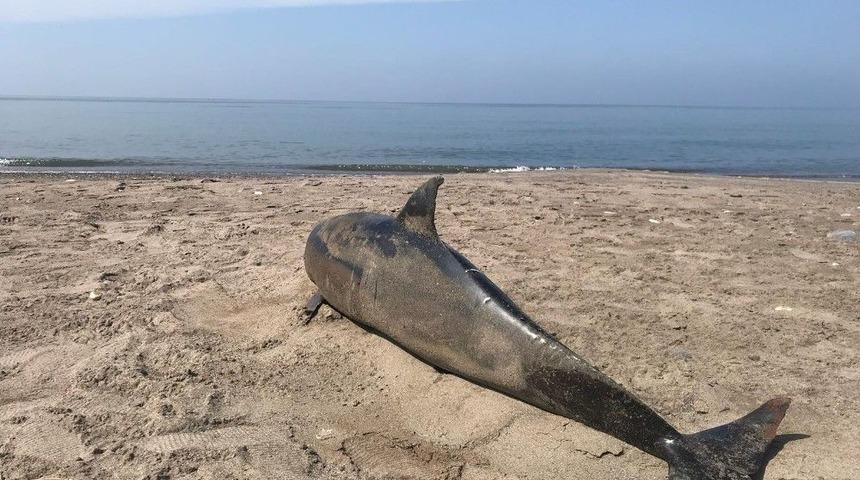 D&uuml;zce&rsquo;de Sahilde &Ouml;l&uuml; Yunus Balığı Bulundu