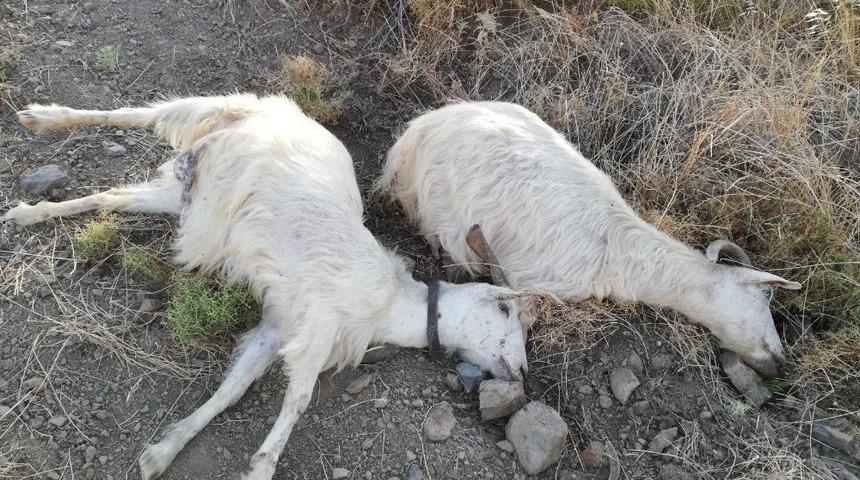 ’sınır İhtilafı’ Dedi, 25 Keçiyi Telef Etti