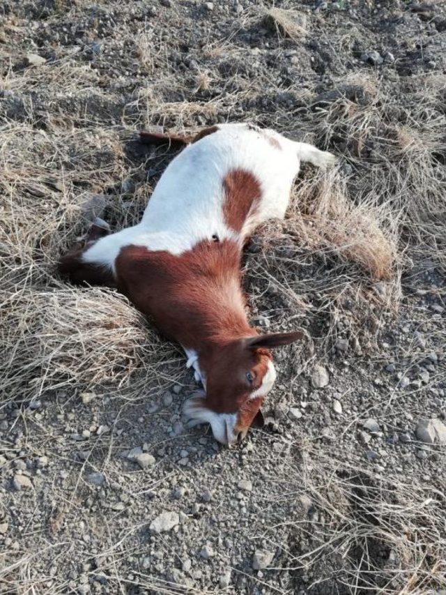 ’sınır İhtilafı’ Dedi, 25 Keçiyi Telef Etti