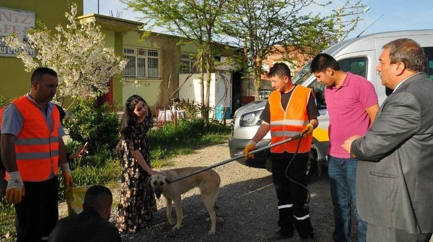 Akşehir Belediyesi Silahla Vurulan K&ouml;peğin Tedavisini Yaptırdı