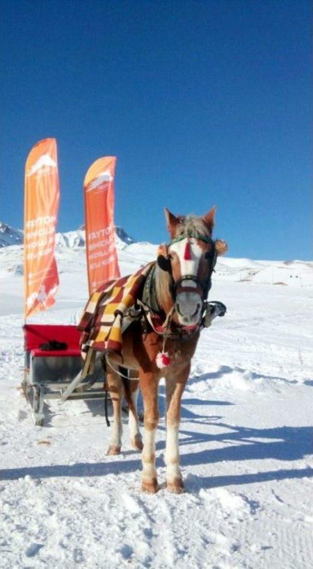 Erciyes’de Atlı Kızak Keyfi