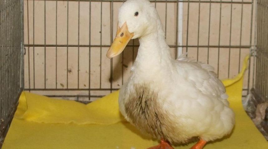 Ördekli Park’ın Simgesi Tedavi Altında