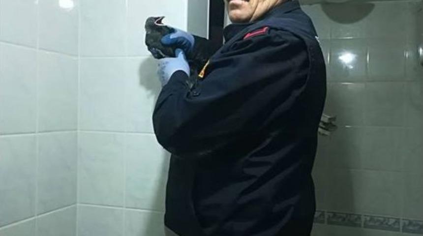 Sıkıştığı Yerden Kurtarılarak Doğaya Salındı