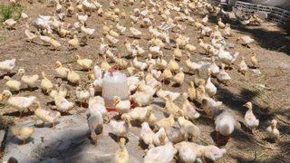 240 Kazla Başladığı Çiftlikte, Kaz Sayısını Bin 500’e Çıkardı