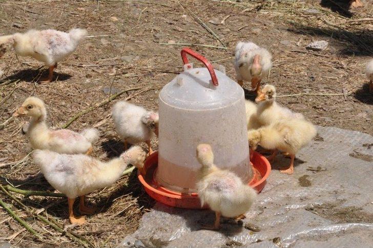 240 Kazla Başladığı Çiftlikte, Kaz Sayısını Bin 500’e Çıkardı G1