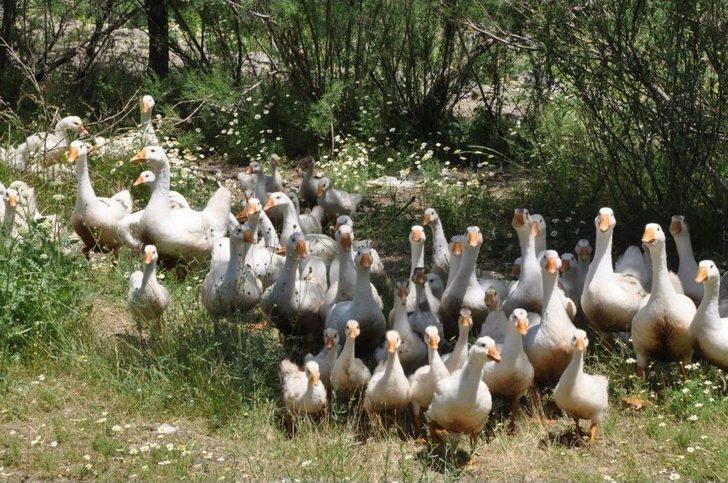 240 Kazla Başladığı Çiftlikte, Kaz Sayısını Bin 500’e Çıkardı G2