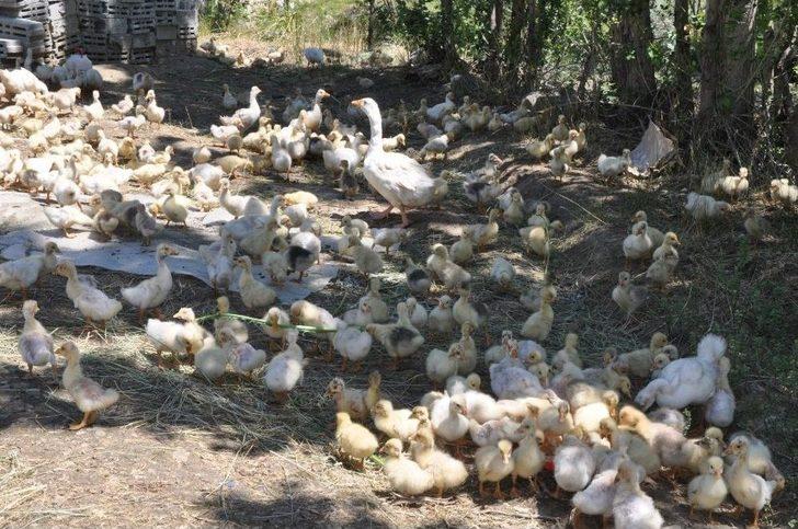 240 Kazla Başladığı Çiftlikte, Kaz Sayısını Bin 500’e Çıkardı G4