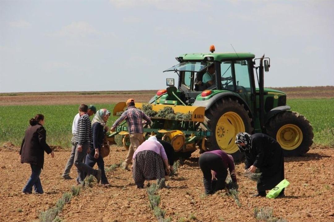 Trakyalı Kadıların Yeni G&ouml;zdesi: Lavanta