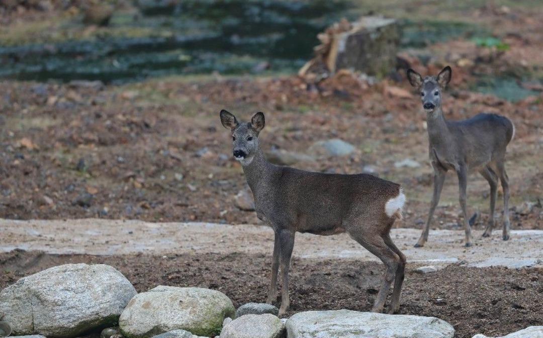 Orman Ve Su İşleri Bakanlığı Yaban Hayatına Sahip &Ccedil;ıkmaya Devam Ediyor