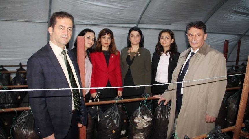 Sığınmacılar &lsquo;istiridye Mantarı&rsquo; Bile &Uuml;retiyor