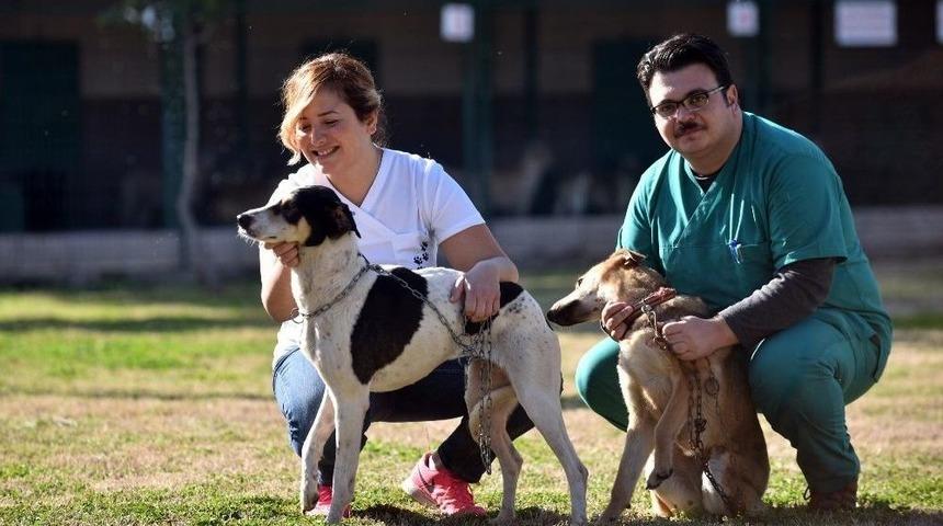 Kepez Belediyesi Sokak Hayvanlarına Sahip &Ccedil;ıkıyor