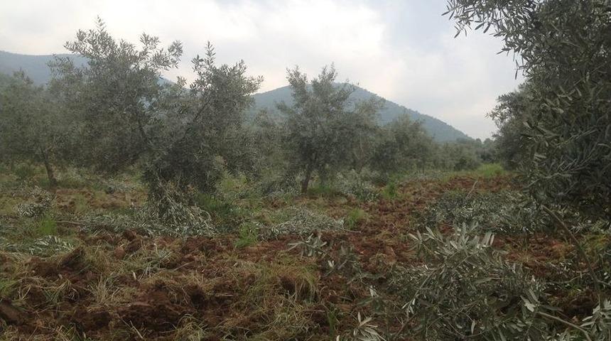 Zeytin &Uuml;reticilerine İla&ccedil;lama Uyarısı