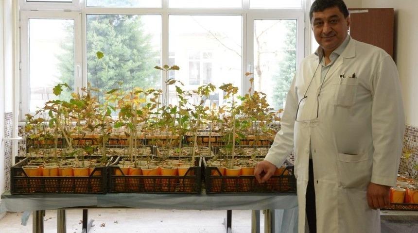 Selçuk’ta Mikolojik Gelişmeler