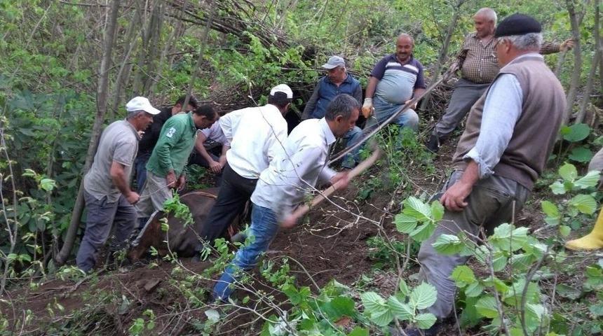 U&ccedil;urumdan Yuvarlanan İnek, İtfaiye Tarafından Kurtarıldı